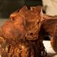 The mummy suspected to be Pentawer.